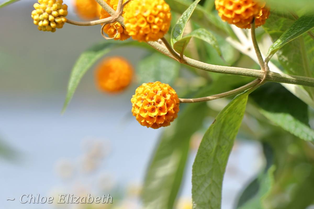 You are currently viewing Matico