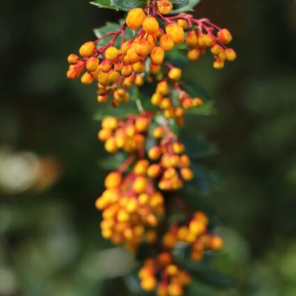 Berberis darwinii