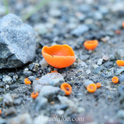 Gloeosoma vitellinus