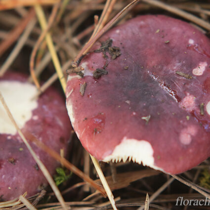 Russula major