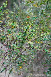 Berberis microphylla
