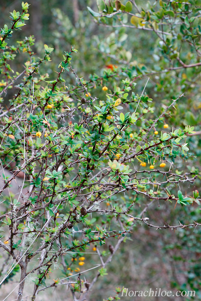 You are currently viewing Calafate