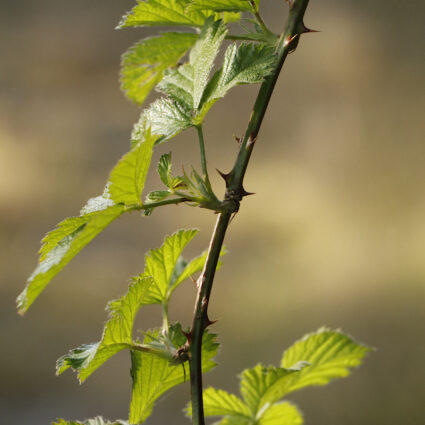 Rubus ulmifolius