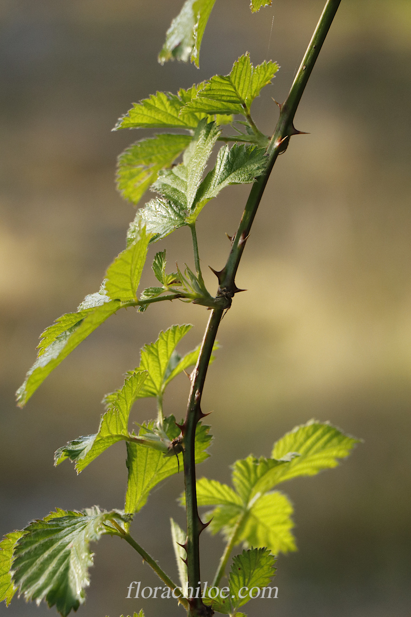 You are currently viewing Rubus ulmifolius