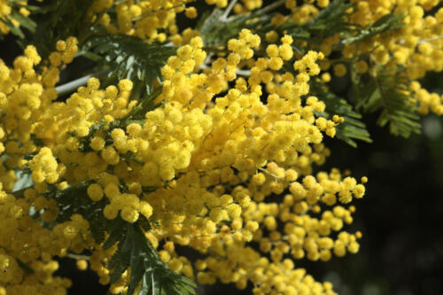 A. dealbata flowers 2