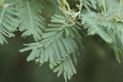 A. dealbata leaves 2