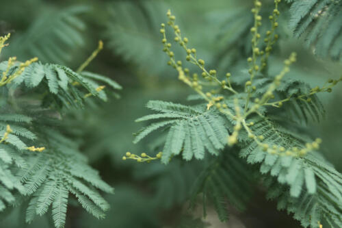 A. dealbata leaves 1