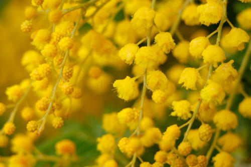 A. dealbata flowers 1