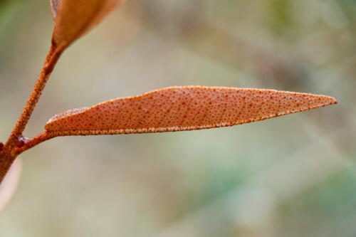 Young leaf close-up
