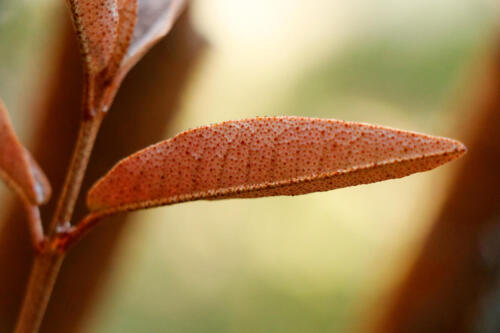 Aextoxicon punctatum